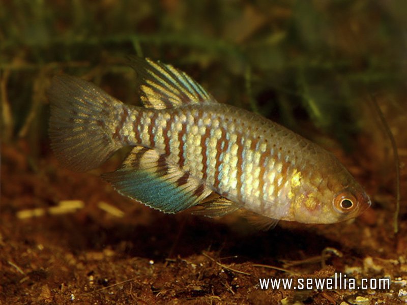 30 eggs of Papiliolebias francescae «La Fiada BP 2019-11»