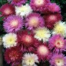 100 Seeds - Sweet Sultan Mix Flower Seeds - Beautiful Flower Garden #SDAP1