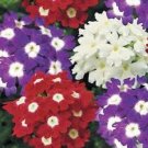 50 Seeds - Verbena Nana Compacta Mixed Flower Seeds - Beautiful Flower Garden #SDAP1