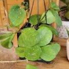 1 Live Plant - Hoya Obovata Splash - Beautiful Home Garden #anst1