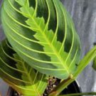 1 Live Plant - Lemon lime Maranta Prayer - Beautiful Home Garden #anst1