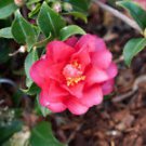1 Starter Plant - Shishi Gashira Camellia Sasanqua - Beautiful Home Plant Garden #nlng2