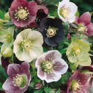 1 Starter Plant - Royal Heritage Lenten Rose - Beautiful Home Plant Garden #nlng2