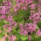 1 Starter Plant - Red Pixie Lilac ( syringa ) - Beautiful Home Plant Garden #nlng2