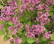1 Starter Plant - Red Pixie Lilac ( syringa ) - Beautiful Home Plant Garden #nlng2