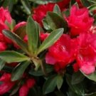 1 Live Plant - Hershey Red Azalea - Beautiful Home Plant Garden #nlng2