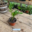 1 Live Plant - ZZ Plant Zamioculcas Zamiifolia - Beautiful Home Plant Garden #smfm3