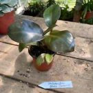 1 Live Plant - Philodendron Black Cardinal - Home Plant Garden #smfm3