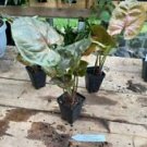 1 Live Plant - Syngonium or Arrowhead Plant Plum Allusion - Home Plant Garden #smfm3