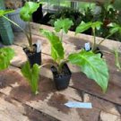 1 Live Plant - Alocasia Or Elephant Ear Low Rider - Home Plant Garden #smfm3