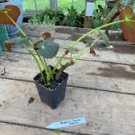 1 Live Plant - Begonia Rhizomatous Tamo - Home Plant Garden #smfm3