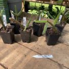 1 Live Plant - Cactus Golden Rat Tail or Aporocactus Flagelliforms - Home Plant Garden #smfm3