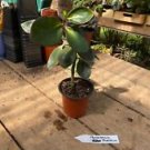 1 Live Plant - Peperomia Thailand Peperomia Obtusifolia - Home Plant Garden #smfm3