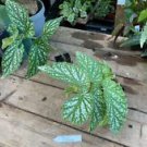 1 Live Plant - Begonia Cane Avalanche Polka Dot Begonia - Home Plant Garden #smfm3