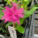 1 Live Plant - Orchid Dendrobium Bracteosum x Tanii - Home Plant Garden #aloc4