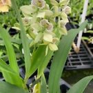 1 Live Plant - Orchid Encyclia Radiata Fragrant Plant - Home Plant Garden #aloc4
