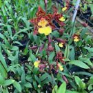 1 Live Plant - Orchid Odontocidium Sunlight 'Pesky panther' - Home Plant Garden #aloc4