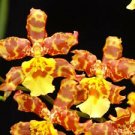 1 Live Plant - Orchid Pacific Passage 'Peach Cobbler' - Home Plant Garden #aloc4