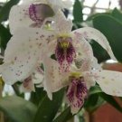 1 Live Plant - Dendrobium Roy Tokunaga - Home Plant Garden #aloc4