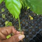 1 Live Plant - Chocolate Cacao Tree - Home Plant Tree Garden #snrd5