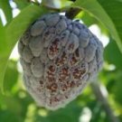 1 Live Plant - Anon (Annona squamosa) - Home Plant Tree Garden #snrd5