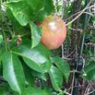 1 Live Plant - Passion Fruit plant - Home Plant Tree Garden #snrd5