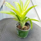 1 Live Plant - Bromeliad Billbergia Piramidalis - Home Plant For Your Garden #snrd5