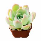 1 Live Plant - Echeveria 'Suryeon' Rosette Succulent - Home Plant Succulent #scnw6