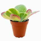 1 Live Plant - Kalanchoe thyrsiflora Variegated Succulent - Home Plant Succulent #scnw6