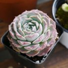 1 Live Plant - Echeveria 'Red Hole' - Home Plant Succulent #scnw6