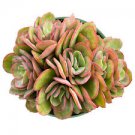 1 Live Plant - Echeveria Suyon Rosette Succulent Plan - Home Plant Succulent #scnw6