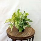 1 Live Plant - Marble Queen Pothos vine plant in 4" growers pot - Home Plant Houseplant #pgdo8