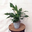 1 Live Plant - Spathiphyllum Peace lily in 5" gift basket - Houseplant #pgdo8