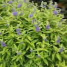 1 Live Plant - Caryopteri Yellow Leaf Sunshine Bluebeard - Houseplant Home Plant Garden #gdsp9