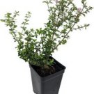 1 Live Plant - Serissa Blossom Foetida Chery Tree - Home Plant Garden #gdsp9