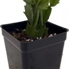 1 Live Plant - Zygocactus Magenta Purple Schlumbergera - Home Plant Garden #gdsp9