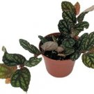 1 Live Plant - Pellionia Pulchra Polynesian Ivy Vine - Home Plant Garden #gdsp9