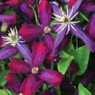 1 Live Plant - Fragrant Live Plant Sweet Summer Love Clematis - Home Plant Garden #gdsp9
