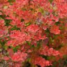 1 Live Plant - Outside or Bonsai Sunjoy Tangelo Berberis thunbergii - Home Plant Garden #gdsp9