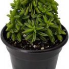 1 Live Plant - Axilaris Peperomia Leaf Tacos Peperomia - Home Plant Garden #gdsp9