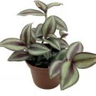 1 Live Plant - Jew Sterling Silver Wandering Live Plant - Home Plant Garden #gdsp9