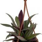 1 Live Plant - Rhoeo Moses Tricolor In The Cradle Hanging Basket - Home Plant Garden #gdsp9