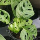 1 Live Plant - Monstera Friedrichstalii Swiss Cheese - Home Plant Garden Hoseplant #mtrp1