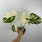 Rooted Variegated Monstera Albo Borsigiana Plant Cutting - Home Plant Garden Hoseplant #mtrp1