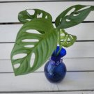 Monstera Adansonii Swiss Cheese - Rooted Cutting - Home Plant Garden Hoseplant #mtrp1