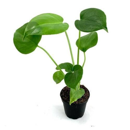 Monstera Deliciosa - 10-12" Rooted Split Leaf - Home Plant Garden Hoseplant #mtrp1