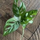 Monstera Adansonii Swiss Cheese - Cutting w/ Roots  - Home Plant Garden Hoseplant #mtrp1