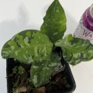 Aglaonema Pictum Tricolor Rare Aroid Philodendron Monstera - Home Plant Garden Hoseplant #mtrp1