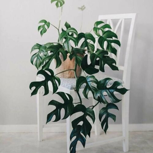 Mini monstera, mini split-leaf, Ginny philodendron - Home Plant Garden Hoseplant #mtrp1