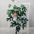Mini monstera, mini split-leaf, Ginny philodendron - Home Plant Garden Hoseplant #mtrp1
